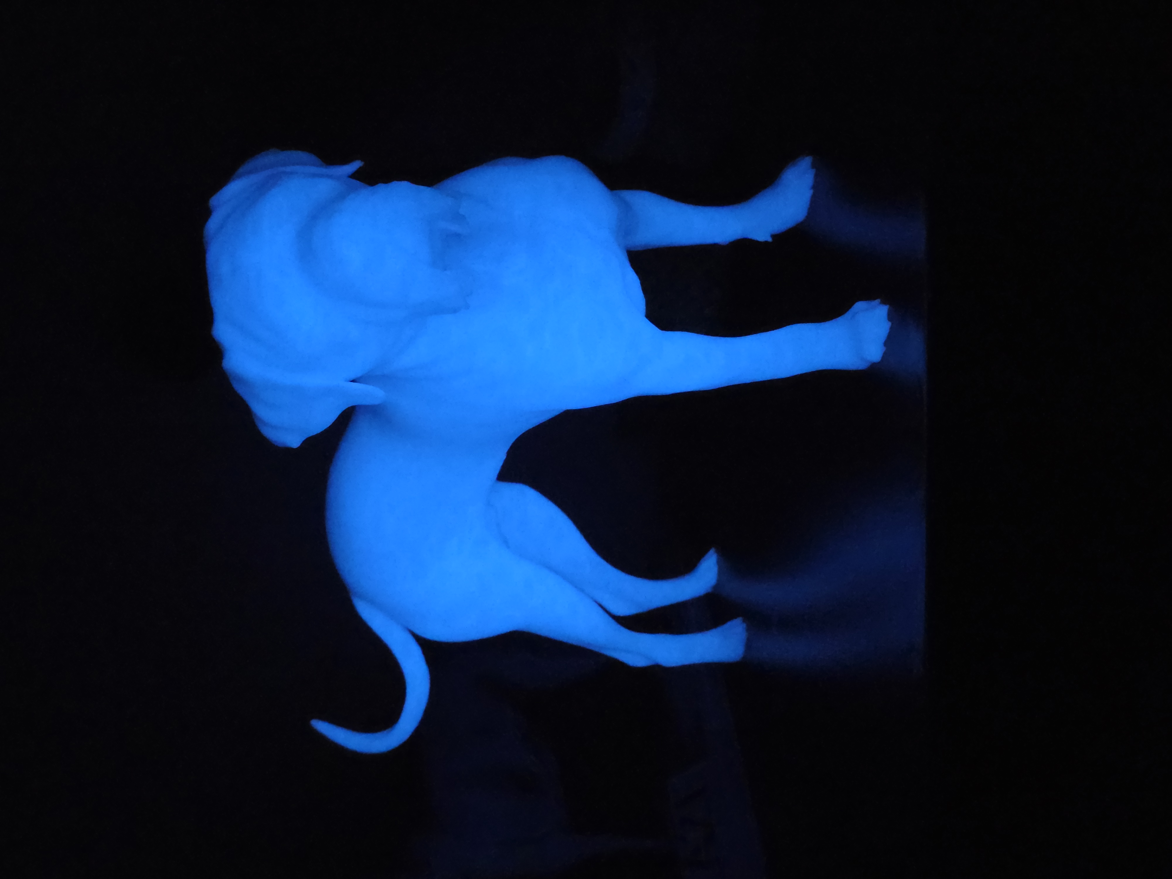 Glow In The Dark Dog 2